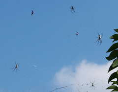 Trichonephila inaurata