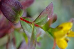 Hypericum taihezanense