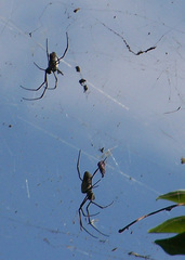 Trichonephila inaurata