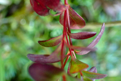 Hypericum taihezanense