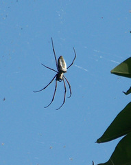 Trichonephila inaurata
