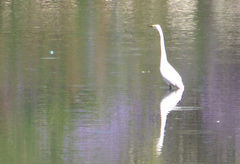 Ardea alba