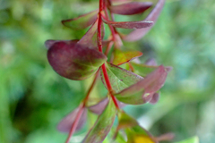 Hypericum taihezanense
