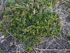 Dyschoriste setigera