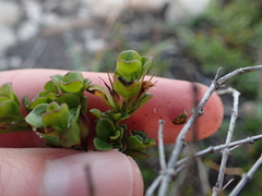 Dyschoriste setigera