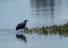 Egretta ardesiaca