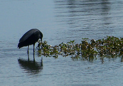 Egretta ardesiaca