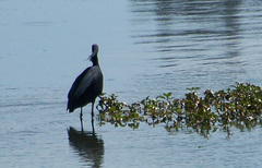 Egretta ardesiaca