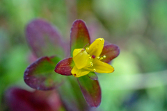 Hypericum taihezanense