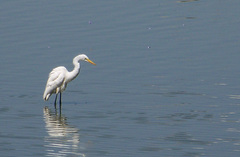Ardea alba