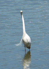 Ardea alba