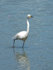Ardea alba