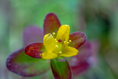 Hypericum taihezanense