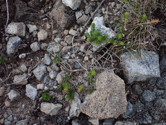 Aspalathus cliffortiifolia