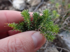Aspalathus cliffortiifolia