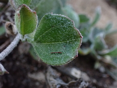 Centella tridentata hermanniifolia