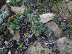 Centella tridentata hermanniifolia