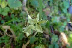 Prinsepia scandens