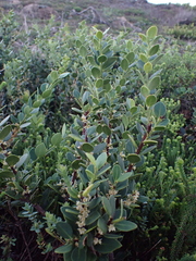 Robsonodendron maritimum