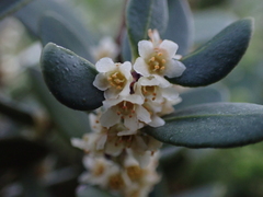 Robsonodendron maritimum