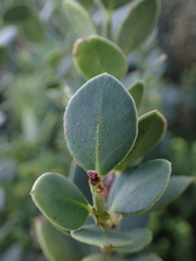 Robsonodendron maritimum