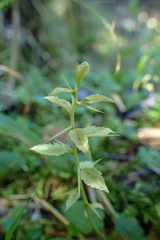 Prinsepia scandens