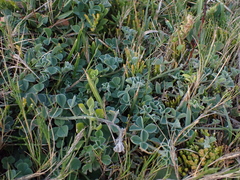 Indigofera tomentosa