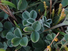 Indigofera tomentosa