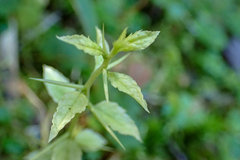 Prinsepia scandens