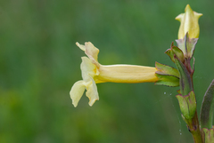 Incarvillea lutea