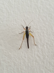 Trigonidium humbertianum