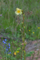 Incarvillea lutea