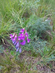 Vicia multicaulis
