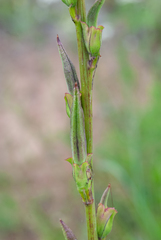 Incarvillea lutea
