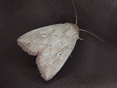 Mythimna iodochra