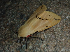 Spilarctia seriatopunctata