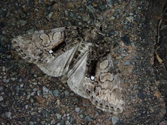 Chytonix albonotata