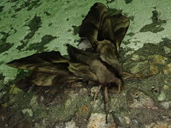 Phyllosphingia dissimilis