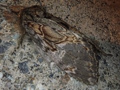 Peridea lativitta