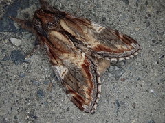 Notodonta stigmatica