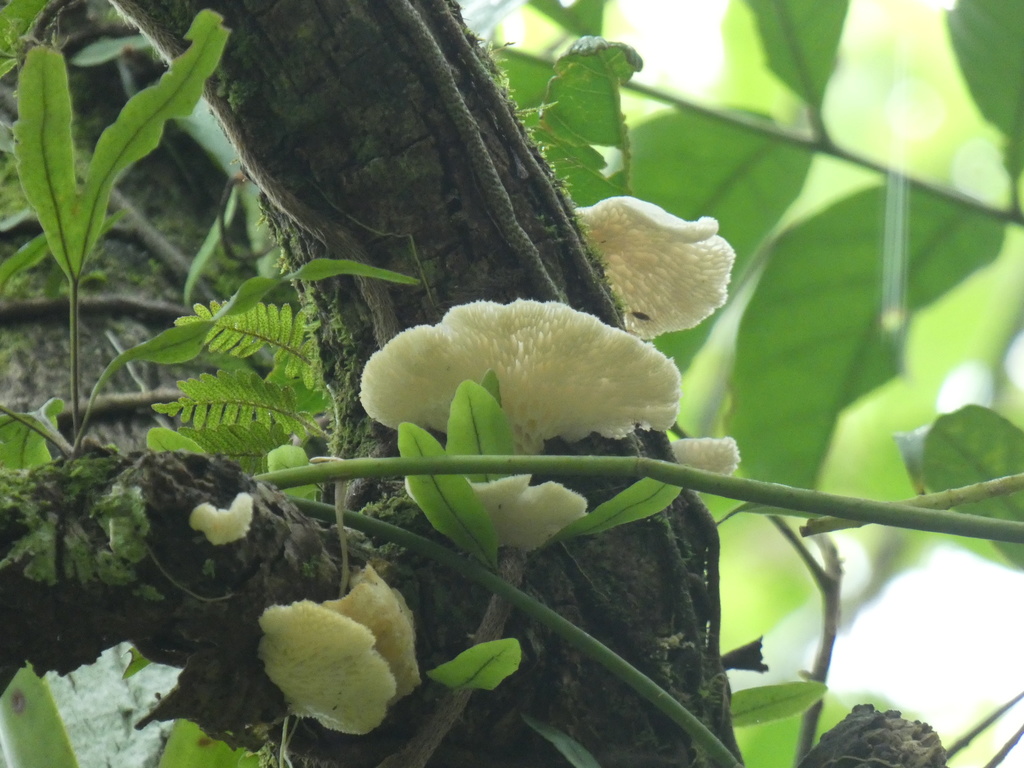 Favolus brasiliensis · November 2020 · photo: © jeanpaulboerekamps (iNaturalist, cc0)