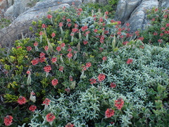 Indigofera tomentosa