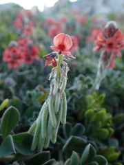 Indigofera tomentosa