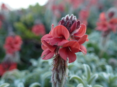 Indigofera tomentosa