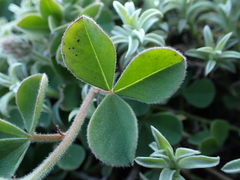 Indigofera tomentosa