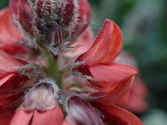 Indigofera tomentosa