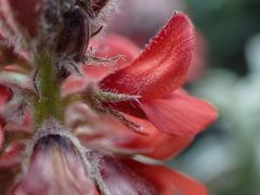 Indigofera tomentosa