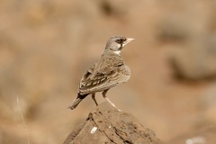 Spizocorys personata