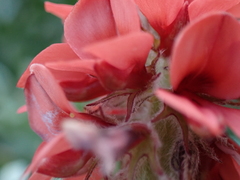 Indigofera tomentosa