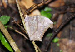 Melanitis phedima oitensis